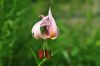 Show product details for Lilium Lake Tulare